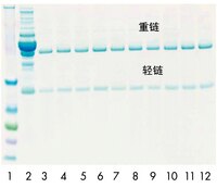 使用再生的 PROSEP-G 离心柱从正常的血清人体 IgG 10 次。